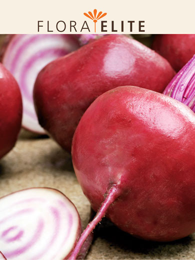 Rote Rübe 'Tondo Di Chioggia' (Art.Nr. 21417)
