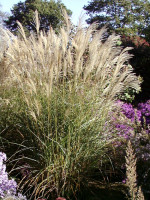 Miscanthus sinensis 'Graziella', Feinhalmiges China-Schilf
