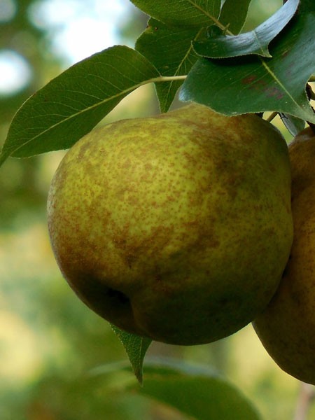 Säulenbirne &#039;Obelisk&#039;, Pyrus communis &#039;Obelisk&#039;