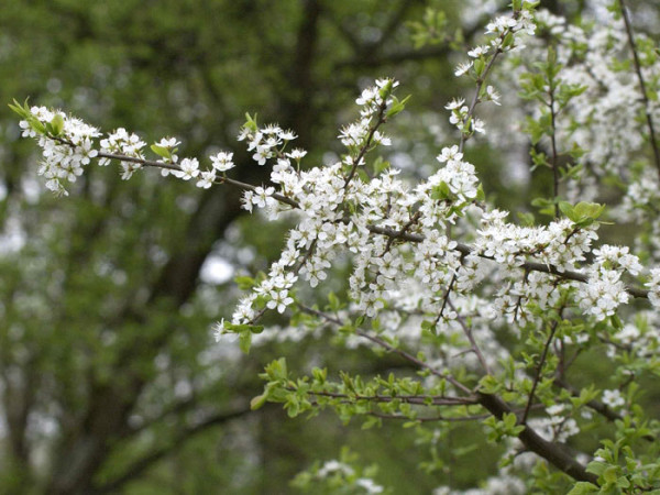 Prunus spinosa, Schwarzdorn, Schlehe