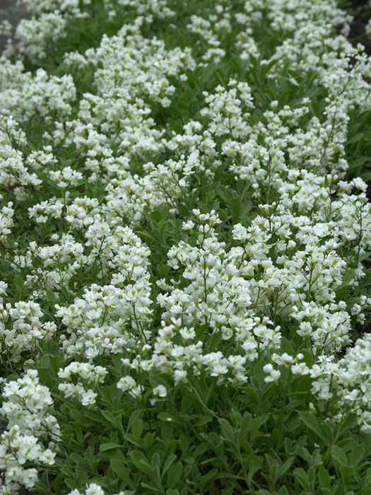 Arabis Caucasica Plena Gansekresse