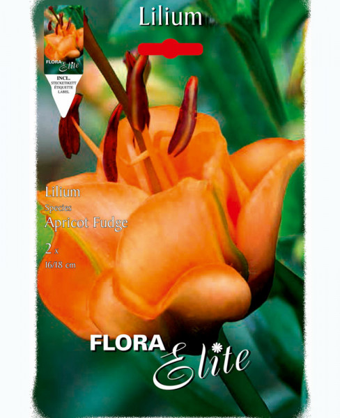 Lilie - LA-Hybride, Lilium &#039;Apricot Fugde&#039; (Art.Nr. 5970080)