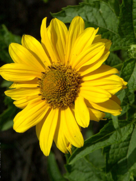 Heliopsis scabra &#039;Spitzentänzerin&#039;, Sonnenauge