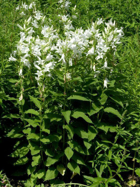 Campanula latifolia var. macrantha &#039;Alba&#039;, Breitblättrige weiße Wald-Glockenblume