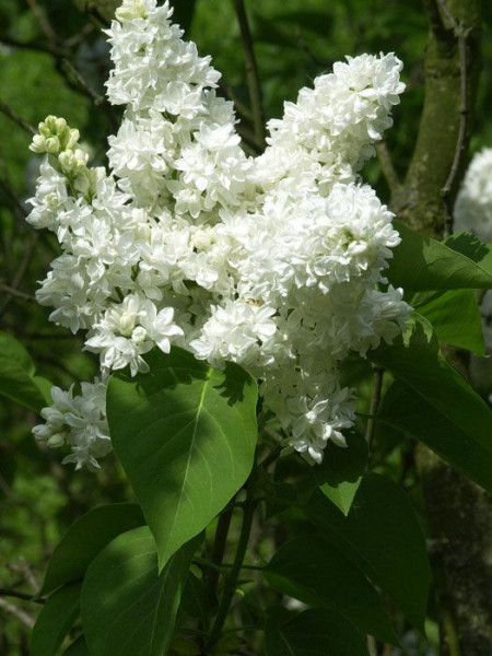 Flieder Madame Lemoine Blüte