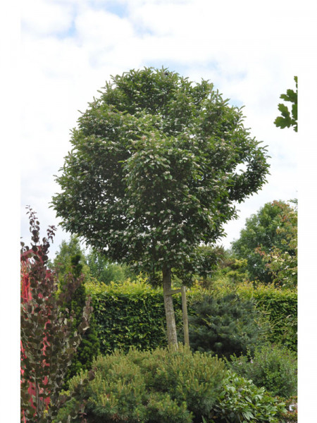 Crataegus lavallei 'Carrierei', Lederblättriger Weißdorn Hochstamm