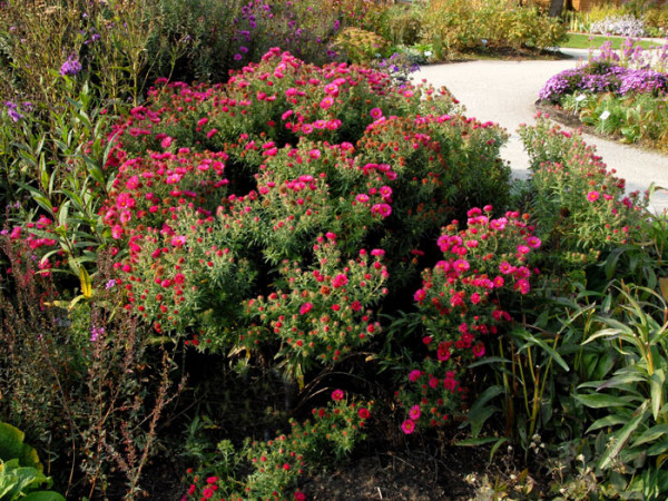 Aster novae-angliae &#039;Alma Pötschke&#039;, Raublatt-Aster