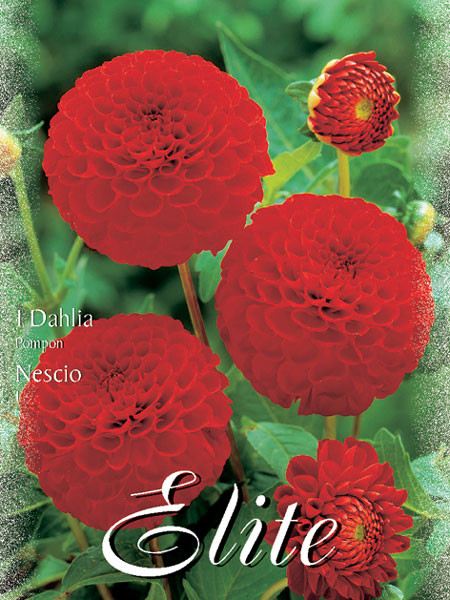 Pompon-Dahlie &#039;Nescio&#039;, Dahlia (Art.Nr. 520450)