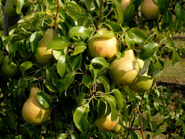 Säulenbirne &#039;Condo&#039;, Pyrus communis &#039;Condo&#039;