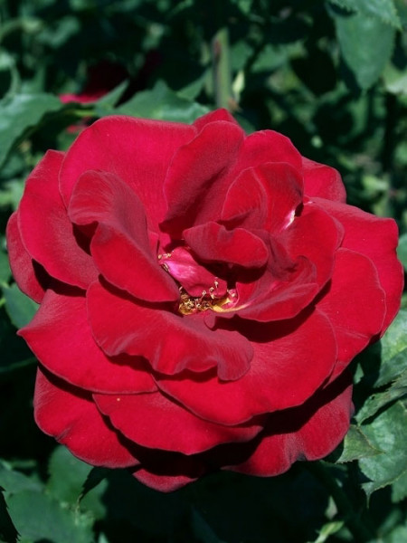 Rose Duftzauber 84 ® - Kordes