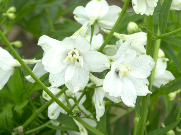 Delphinium belladonna &#039;Moerheimii&#039;, Verzweigter Gartenrittersporn