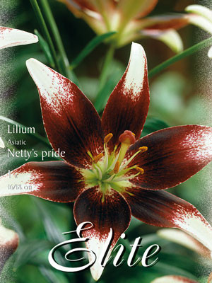 Asiatische Lilien-Hybride &#039;Netty&#039;s Pride&#039; (Art.Nr. 597083)