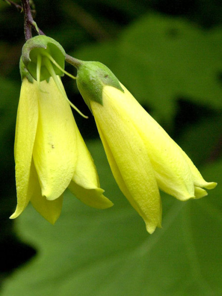 Kirengeshoma palmata, Japanische Wachsglocke