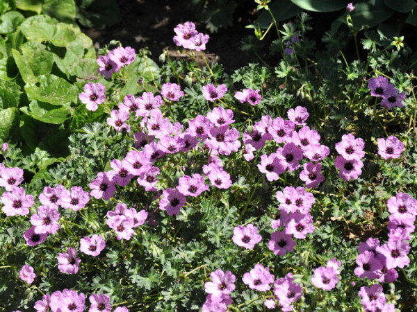 Geranium cinereum &#039;Ballerina&#039;, Grauer Storchschnabel