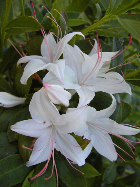 Rhododendron viscosum &#039;Weston&#039;s Innocence&#039;, sommergrüne japanische Gartenazalee