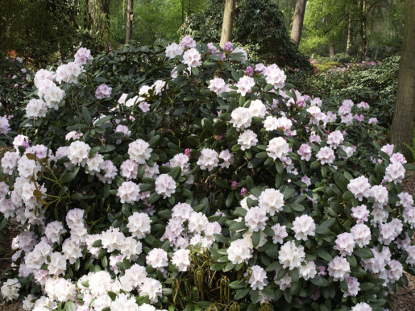 Rhododendron yak. &#039;Schneekrone&#039; INKARHO®