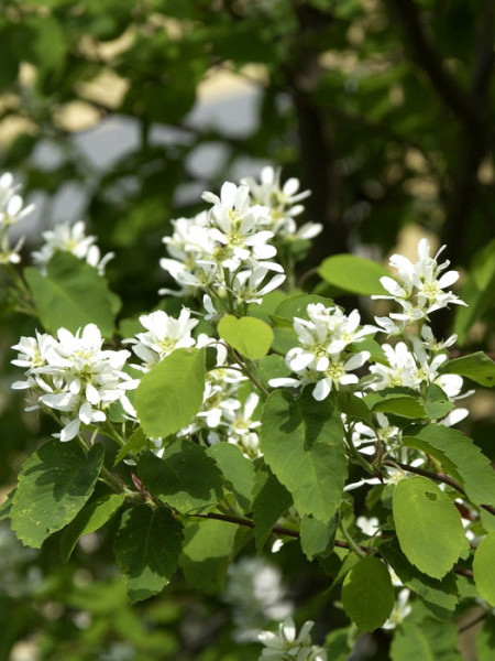 Blüte der gemeinen Felsenbirne