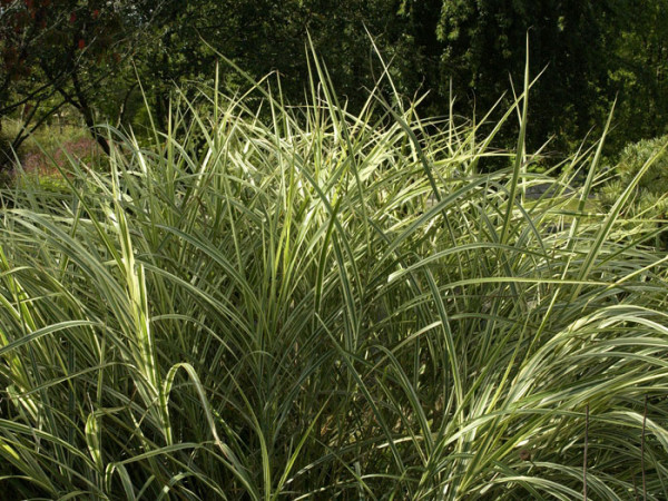 Miscanthus sinensis &#039;Variegatus&#039;, Weißbuntes China-Schilf