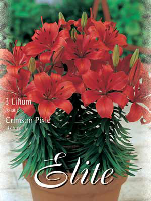 Topf- und Beet-Lilie &#039;Crimson Pixie&#039;, Lilium (Art.Nr. 521774)