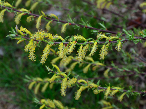 Salix rosmarinifolia, Rosmarinweide