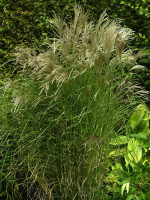 Miscanthus sinensis 'Kleine Fontäne', China-Schilf