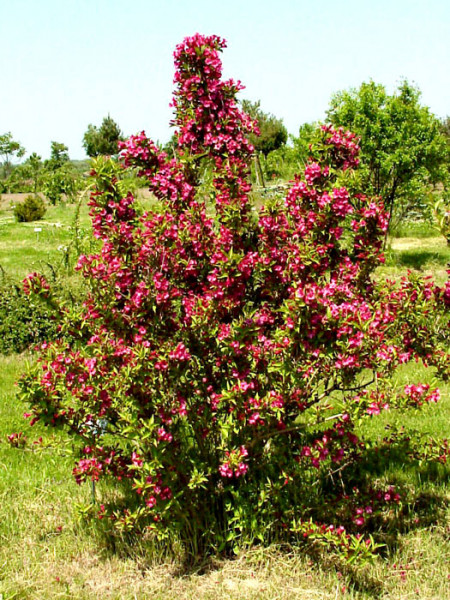 Weigela &#039;Eva Rathke&#039;, Weigelie