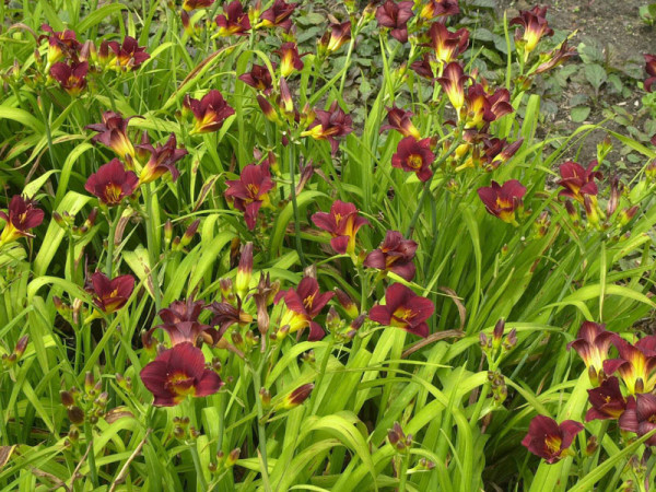 Hemerocallis Hybride &#039;Little Joy&#039;, Taglilie