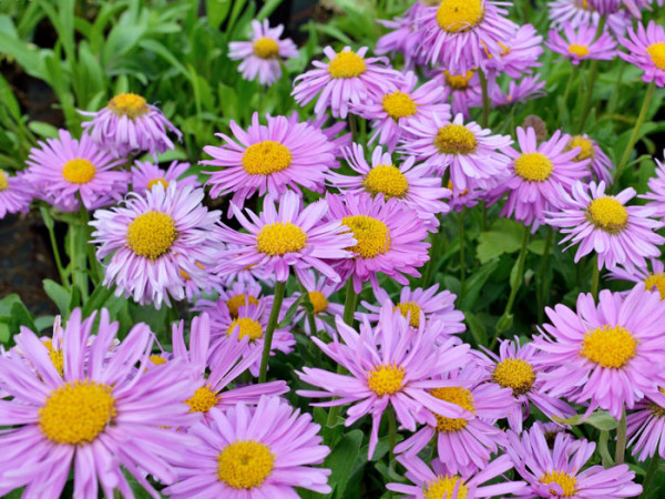 Aster alpinus &#039;Happy End&#039; (M), Alpen-Aster, Frühjahrsaster