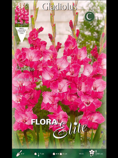 Großblumige Gladiole &#039;Fairytale Pink&#039;, Gladiolus (Art.Nr. 521260)