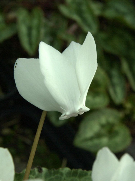 Cyclamen hederifolium &#039;Perlenteppich&#039;, weißes (Garten-) Herbst-Alpenveilchen