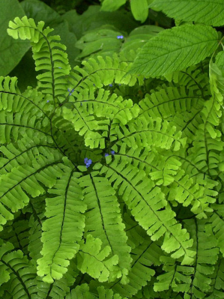 Adiantum pedatum, Frauenhaarfarn, Venushaarfarn, Pfauenradfarn