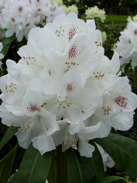 Rhododendron &#039;Schneebukett&#039;