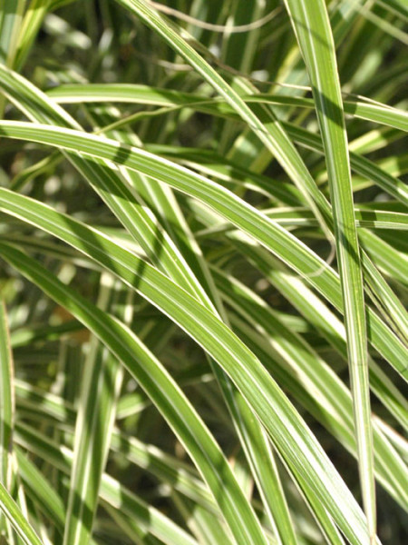 Miscanthus sinensis &#039;Variegatus&#039;, Weißbuntes China-Schilf