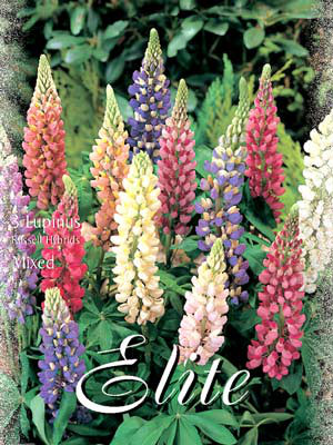 Lupinen Russel Hybriden, Mischung, Lupinus (Art.Nr. 521800)