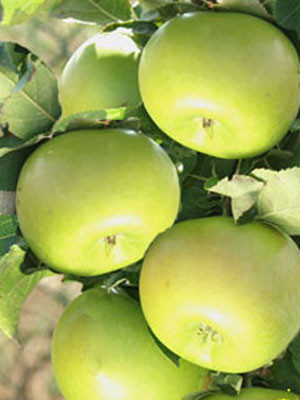 Säulenapfel &#039;Greencats&#039; ®