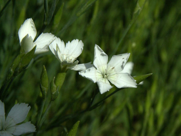 Dianthus deltoides &#039;Albus&#039;, weiße Heidenelke, Steinnelke