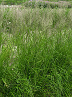 Calamagrostis x acutiflora 'Karl Förster' (M), Garten-Reitgras, Sandrohr