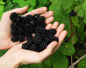 Brombeeren-frisch-geerntet