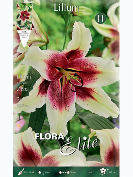 Lilie &#039;Zeba&#039;, Lilium (Art.Nr. 5217946)