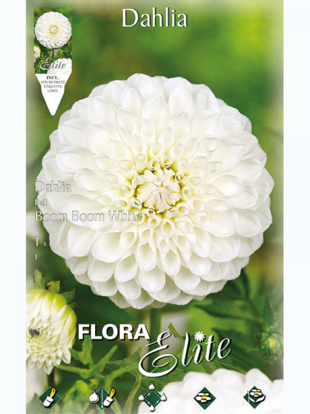 Ball-Dahlie &#039;Boom Boom White&#039;, Dahlia (Art.Nr. 5204760)