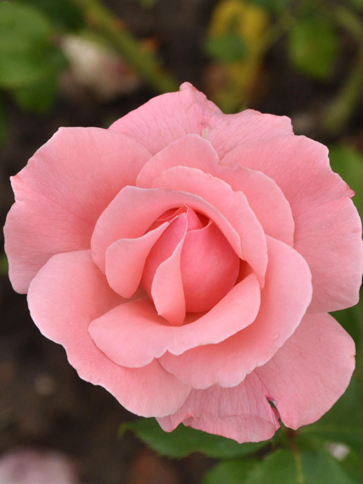 Rose The Queen Elizabeth Rose