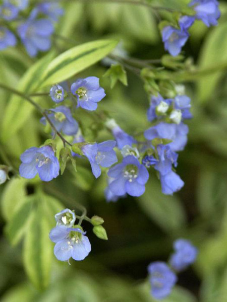 Polemonium reptans &#039;Stairway to Heaven&#039;, Jakobsleiter, Himmelsleiter, Sperrkraut