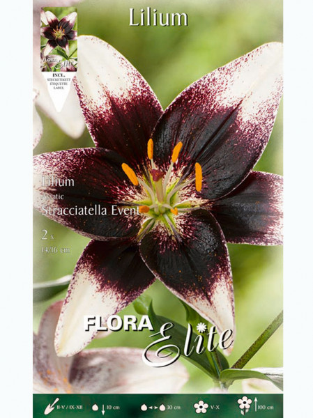 Lilie &#039;Stracciatella Event&#039;, Lilium (Art.Nr. 5217930)