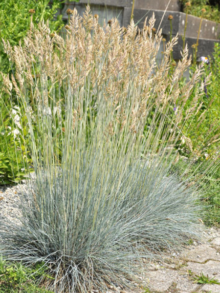 Festuca cinerea &#039;Elijah Blue&#039; (M), Blau-Schwingel