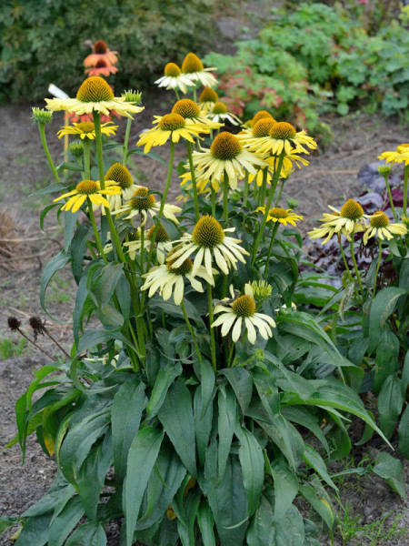 Echinacea purpurea &#039;Cleopatra&#039;, Scheinsonnenhut