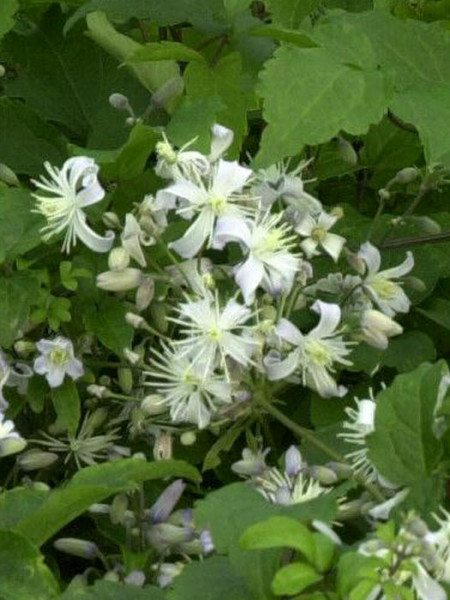 Clematis x jouiniana &#039;Praecox&#039;, Teppichwaldrebe