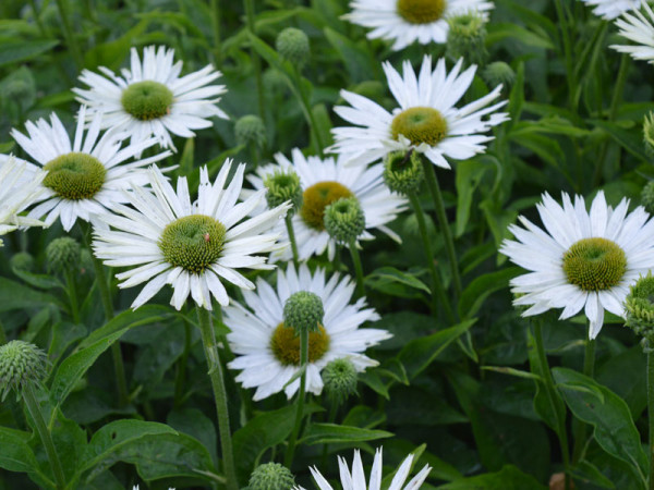 Echinacea purpurea &#039;Virgin&#039;, Scheinsonnenhut