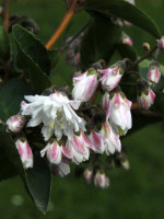 Deutzia scabra 'Plena', Rosa Maiblumenstrauch