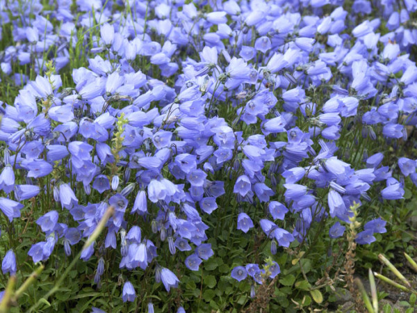 Campanula cochleariifolia (M), Zwergglockenblume, Gartenglockenblume