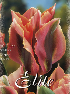 Viridiflora Tulpe &#039;Artist&#039; (Art.Nr. 595610)